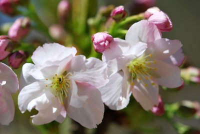 Prunus subhirtella 'Pendula' - višeň chloupkatá - květy detail
